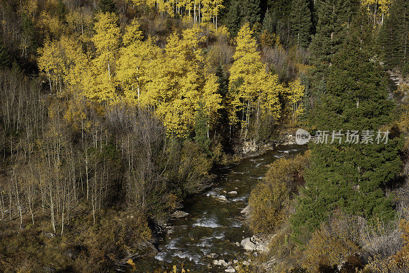 白杨树区4 × 4路穿过白杨树到老磨坊